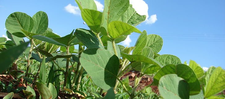 Nel mondo la coltura della soia favorisce ogni anno la deforestazione di 4.800 km2 di territorio. Foto: Hippopx dominio pubblico CC0 1.0 Universal (CC0 1.0)
