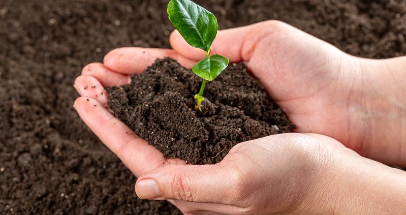 news-1-1 Tea Seed Saponin Help Revitalize Polluted Soils - News - HJHERB BIOTECH
