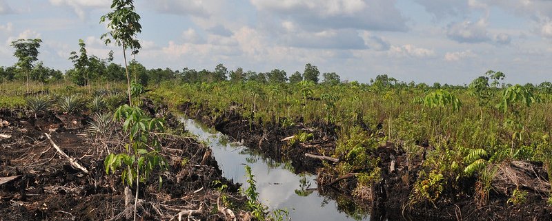 Climate properties make tropical peatlands unsuitable for enhanced weathering. Photo: Anna Finke/CIFOR Attribution-NonCommercial-NoDerivs 2.0 Generic (CC BY-NC-ND 2.0)