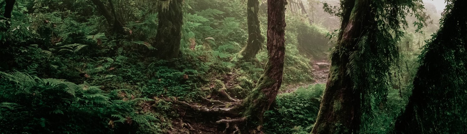 Gli investimenti in tutela e recupero della biodiversità si traducono in vantaggi non solo ambientali ma anche economici e occupazionali. FOTO: Ajit Singh su Unsplash