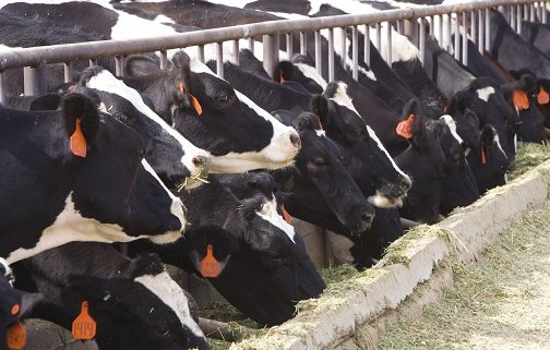 Antibiotic use on livestock farms is a source of contamination and soil hazard. Photo: U.S Department of Agriculture Attribution 2.0 Generic (CC BY 2.0)
