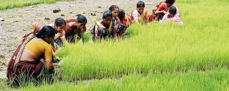 In Bangladesh, most soils contain less than 1.5 percent organic matter. This is below the minimum required threshold of 2.5 percent. Photo: CBFM-Fem Com Bangladesh, 2006 Attribution-NonCommercial-NoDerivs 2.0 Generic (CC BY-NC-ND 2.0)