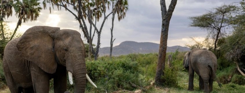 By consuming plant material, herbivores divert potential fuel from wildfires. Photo: World Wildlife CC0 1.0 Universal (CC0 1.0) Public Domain Dedication