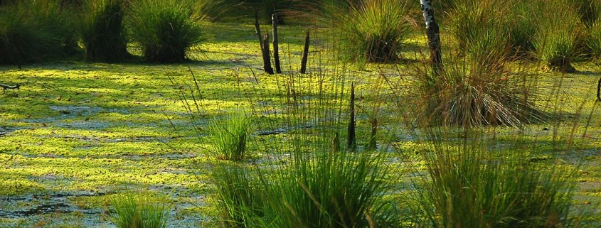 Lütt-Witt Moor, una torbiera a Henstedt-Ulzburg nella Germania settentrionale. FOTO: Jan van der Crabben CC BY-SA 2.0
