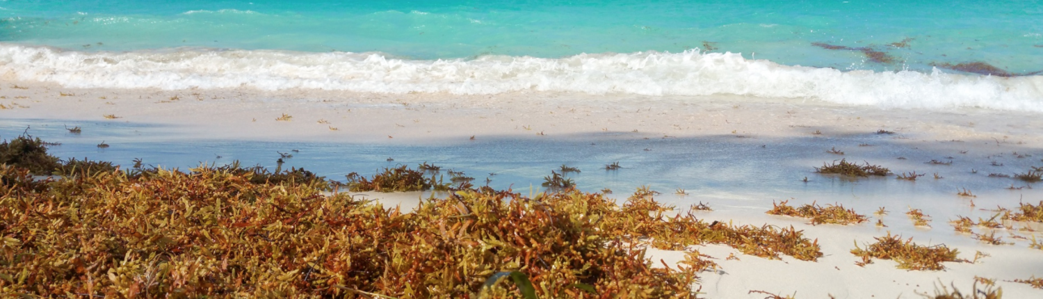 Da anni la quantità di alghe sargasso presenti nelle acque e nelle spiagge caraibiche e statunitensi sta aumentando. E non è più relegato ai mesi in cui l'acqua è più calda. Vera Kratochvil by PublicDomainPictures (CC0 1.0)
