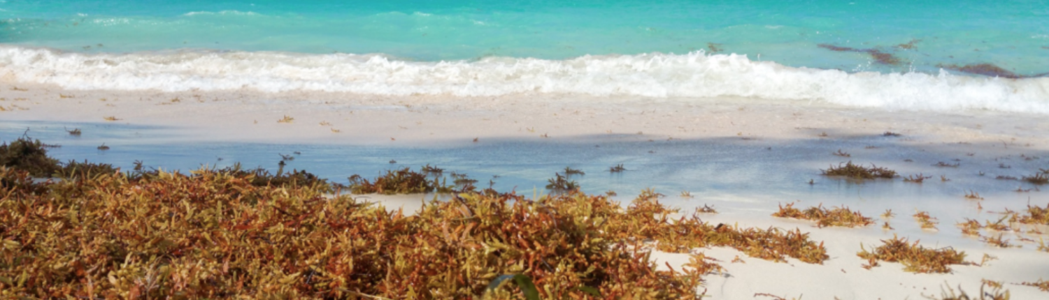 For years, the amount of sargasso algae present in Caribbean and US waters and beaches has been increasing. And it's no longer relegated to the months when the water is warmer.