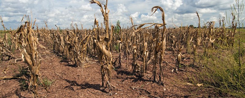 A corn field devastated by drought. Land degradation is estimated to cost the United States $67 billion a year. Photo: Bob Nichols, USDA Attribution 2.0 Generic (CC BY 2.0)