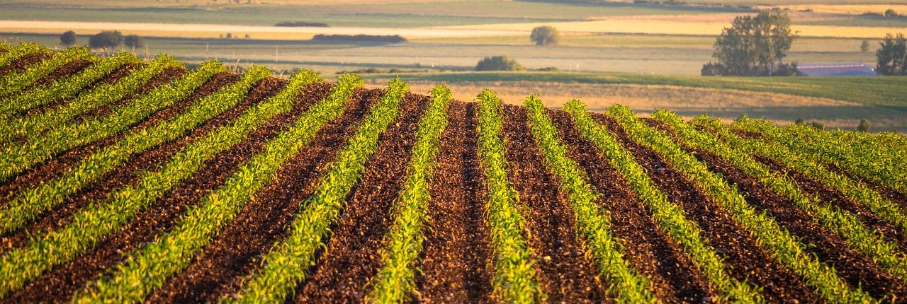 Lo studio del Rodale Institute ha comparato l'adattamento ai cambiamenti climatici di alcuni campi di mais e soia coltivati con metodo bio rispetto ad altri in cui è stato usato il metodo convenzionale. FOTO: Thomas from Pixabay