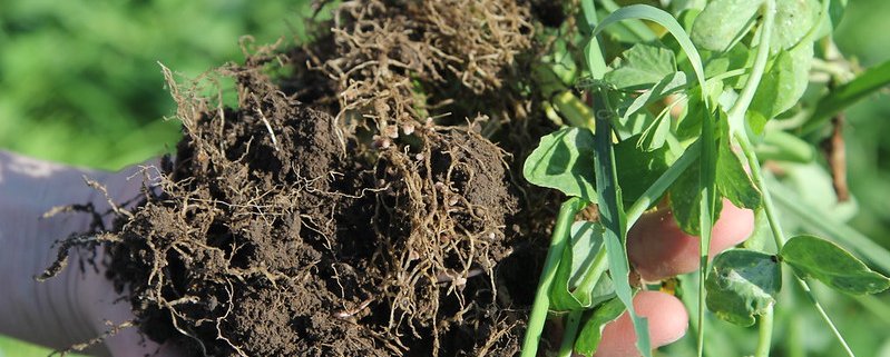 Transplanted soil adds organic matter and other chemical and physical properties to degraded soil. Photo: NRCS by Aaron Roth. Attribution-NoDerivs 2.0 Generic (CC BY-ND 2.0)