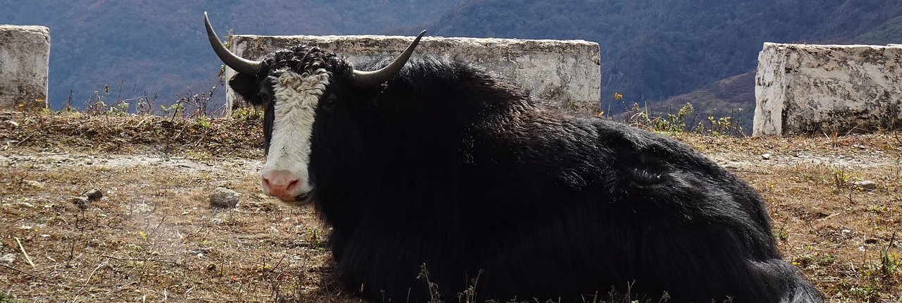 Soils grazed by wild herbivores have greater carbon sequestration capacity than those pastured by livestock animals. Photo: Pixabay Content license Attribution not required