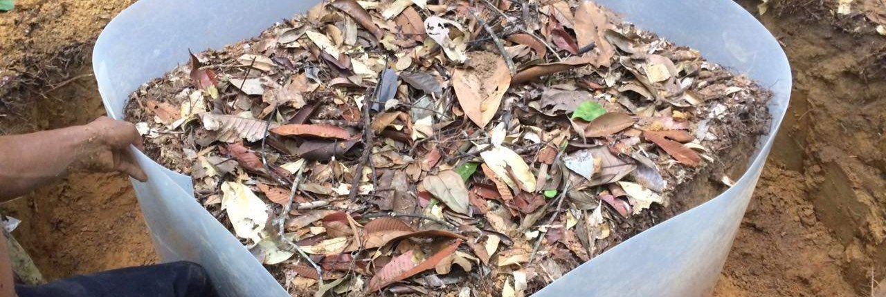 Without living roots, the abundance of soil organisms decreased by 42 percent in rainforest and 30 percent in plantations. Photo: Anton Potapov, University of Göttingen, press release