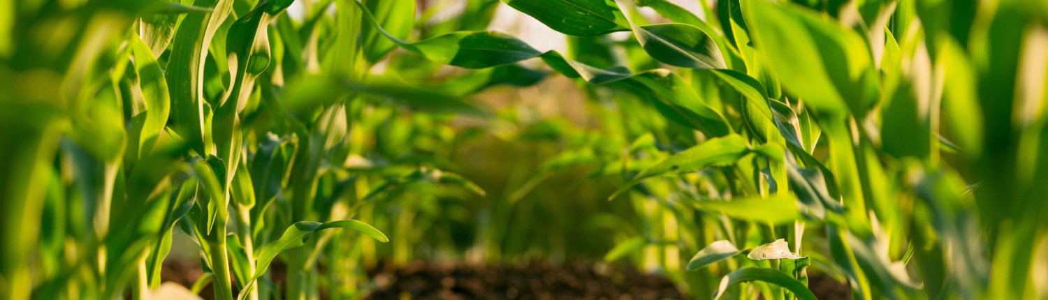 Le analisi della NRM su migliaia di campioni di suolo estratti dai terreni agricoli del Regno Unito hanno evidenziato una carenza di magnesio, fosforo e potassio. FOTO: Steven Weeks su Unsplash