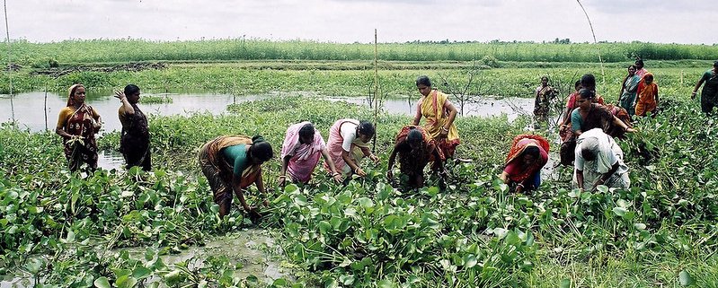Il biochar è particolarmente utile per limitare gli effetti della salinizzazione dei suoli. Un fenomeno particolarmente diffuso in Bangladesh dove un terzo circa dei terreni agricoli si colloca nelle zone costiere. Foto: CBFM-Fem Com Bangladesh Attribution-NonCommercial-NoDerivs 2.0 Generic (CC BY-NC-ND 2.0)