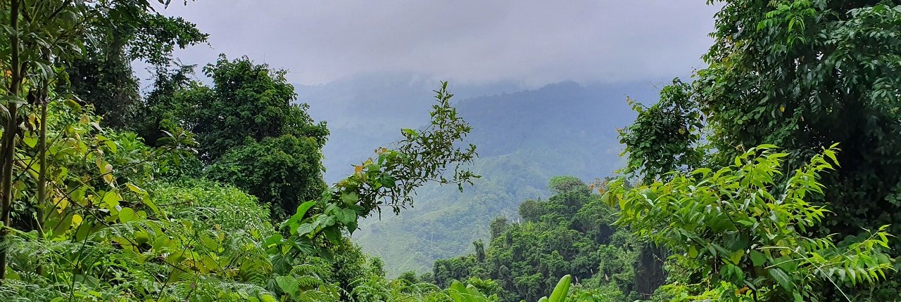 In 2019, the Colombian government launched a military offensive against deforestation known as Operation Artemis. Photo: Pixabay Content license Attribution not required