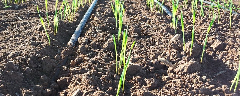 Drip irrigation is a practice of great importance for smart agricultural management. Photo: H. Gomez/CIMMYT Attribution-NonCommercial-ShareAlike 2.0 Generic (CC BY-NC-SA 2.0)