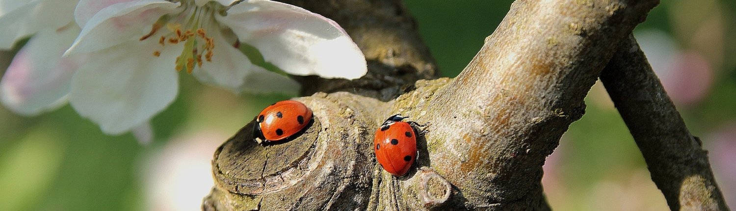 Il calo degli insetti impollinatori produce effetti negativi sulla disponibilità e sul prezzo di cibi sani come noci, legumi, frutta e verdura, causando un aumento delle morti premature. FOTO: Christiane da Pixabay