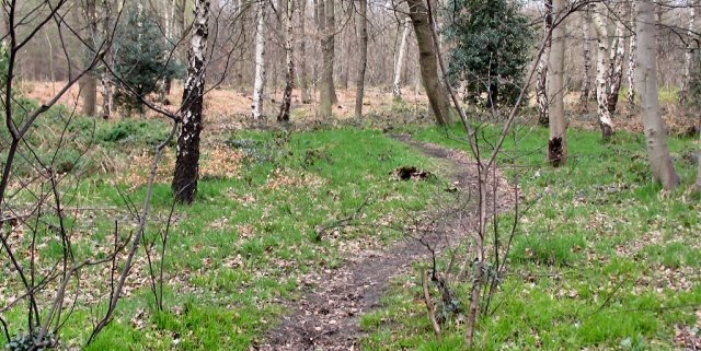 Research applied ecoacoustics to assess biodiversity in Greno Woods Forest, UK. Photo: Roger May Attribution-ShareAlike 2.0 Generic (CC BY-SA 2.0)