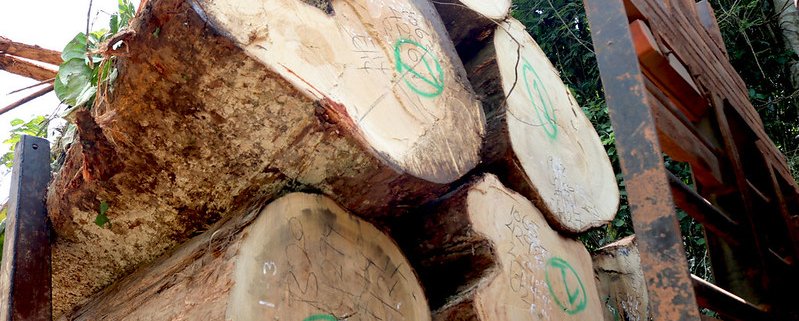 By 2022, forest destruction in Ghana increased by 71%, the highest figure on the planet. Photo: Maite Knorr-Evans, World Resources Institute Attribution-NonCommercial-ShareAlike 2.0 Generic (CC BY-NC-SA 2.0)