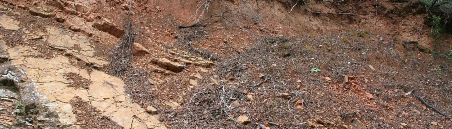 Carbon captured from the soil of forests, grasslands and pastures is equivalent to about 25% of global emissions Photo: Antonio Jordán (distributed via imaggeo.egu.eu) Attribution-NonCommercial-ShareAlike 3.0 Unported (CC BY-NC-SA 3.0)