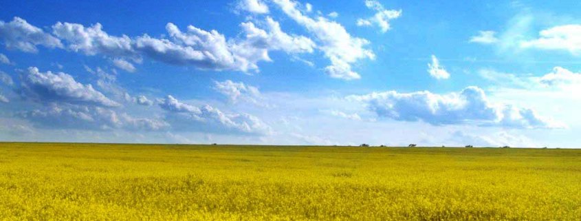 Secondo una ricerca britannica l’impatto della guerra potrebbe costare all’Ucraina danni sui raccolti per almeno un secolo. Foto: Heulwolf Attribution-ShareAlike 3.0 Unported (CC BY-SA 3.0)