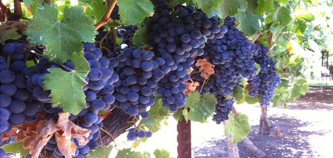 The application of cover crops under the vines allows the plants and soil protection by reducing the use of herbicides. Photo: ד "ר יהודה מלמד עין הוד Attribution-ShareAlike 3.0 Unported (CC BY-SA 3.0)