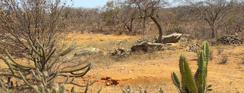 Caratterizzata da bioma semi-arido, la foresta di Caatinga, nel Brasile orientale, è una delle aree più ricche al mondo dal punto di vista della biodiversità. Foto: NiaziGamer CC BY-SA 4.0 DEED Attribution-ShareAlike 4.0 International