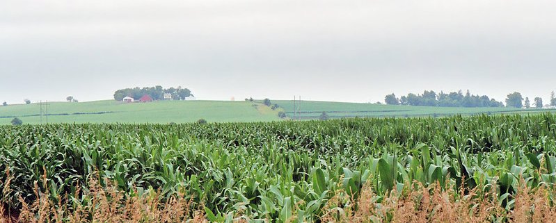In the Corn Belt, where the majority of U.S. agricultural production is concentrated, climate change is set to impact agricultural yields. Photo: Steven Martin Attribution-NonCommercial-NoDerivs 2.0 Generic (CC BY-NC-ND 2.0)