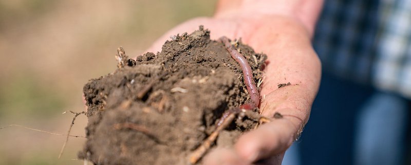 I lombrichi aiutano a creare suoli sani favorendo la crescita delle piante e contribuendo alla trasformazione della materia organica. Foto: USDA NRCS Montana public domain