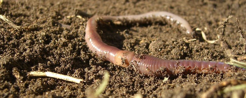 L’influenza esercitata sulla composizione della popolazione dei microorganismi deriva dalla capacità dei lombrichi di influenzare la struttura, il pH, la disponibilità dei nutrienti e della materia organica del suolo. Foto: benketaro Attribution 2.0 Generic (CC BY 2.0)