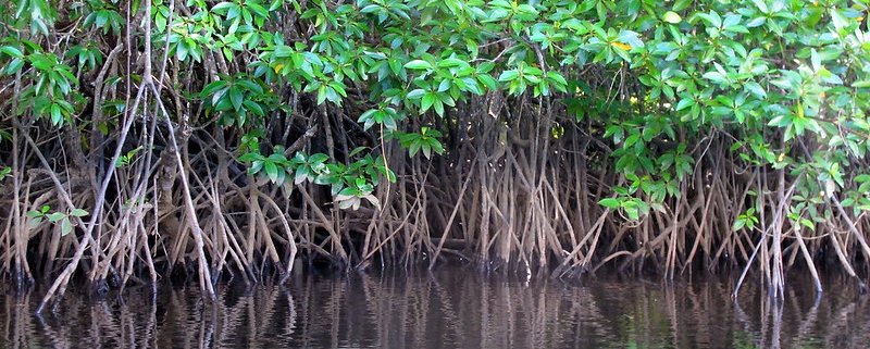 Due to their high carbon sequestration capacity, mangroves are estimated to be able to prevent total emissions of more than 21 billion tons of CO2 worldwide. Photo: Sigit Deni Sasmito/CIFOR Attribution-NonCommercial-NoDerivs 2.0 Generic (CC BY-NC-ND 2.0)