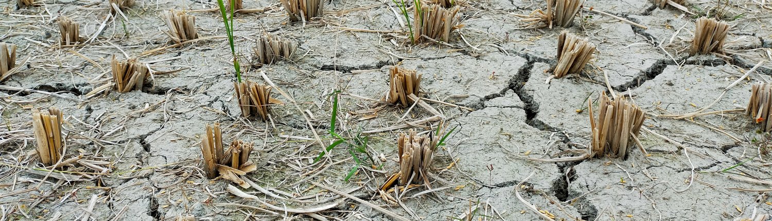 L'università la Sapienza ha sviluppato uno studio per arrivare a piante più resistenti ad alte concentrazioni di sale nei suoli. FOTO: Unsplash.