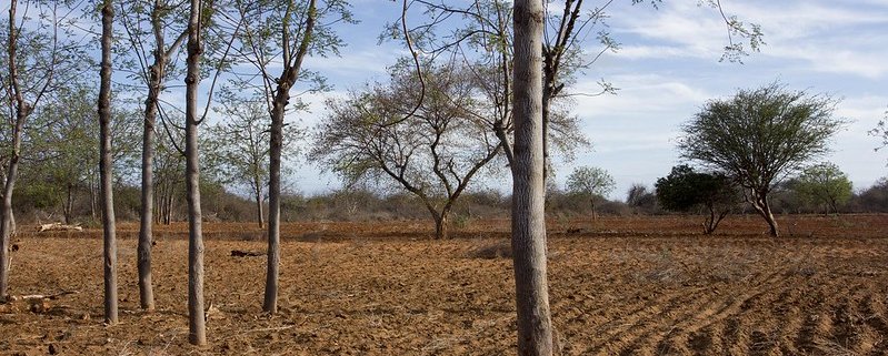 Under drought conditions, microbes produce more atmospheric compounds than they consume. Photo: Flore de Preneuf / World Bank Attribution-NonCommercial-NoDerivs 2.0 Generic (CC BY-NC-ND 2.0)