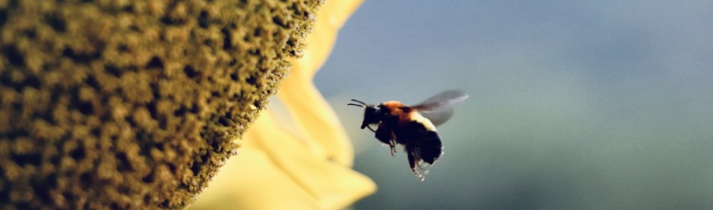 Il polline di diverse specie di api presenterebbe tracce di pesticidi. Foto: Pxhere CC0 Public Domain Free for personal and commercial use No attribution required