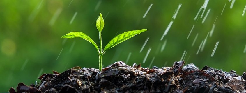 Rain causes a reset of the soil ecosystem, triggering the activity of bacteria and viruses. Photo: 2140261AishwaryaShinde CC BY-SA 4.0 DEED Attribution-ShareAlike 4.0 International