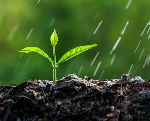 La pioggia determina un reset dell'ecosistema del suolo, innescando l'attività di batteri e virus. Foto: 2140261AishwaryaShinde CC BY-SA 4.0 DEED Attribution-ShareAlike 4.0 International