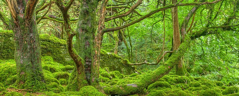 Soil carbon stock decreases in forests dominated by arbuscular-mycorrhizal fungi and increases in those where ectomycorrhizal species dominate. Photo: Nicolas Raymond CC BY 2.0 DEED Attribution 2.0 Generic