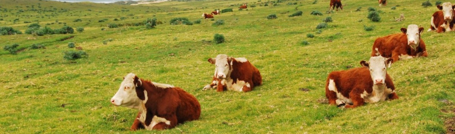 La presenza di la presenza geni antibiotico-resistenti nei microbi è particolarmente alta nei suoli soggetti a colture o ad allevamento. Foto: Pxhere CC0 Public Domain Free for personal and commercial use No attribution required