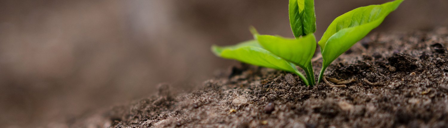 Bacteria that can convert gaseous nitrogen to ammonia provide the nutrients plants need and regenerate the soil. Photo: Oleksandr, Pexels Free to use
