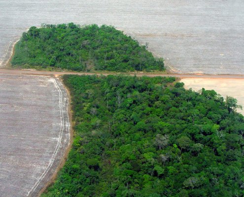Le foreste hanno un ruolo chiave nella regolamentazione del clima ma non è semplice stabilire con precisione quanto carbonio assorbano e quanto ne rilascino nell'atmosfera. Foto: Pedro Biondi/ABr CC BY 3.0 BR DEED Attribution 3.0 Brazil