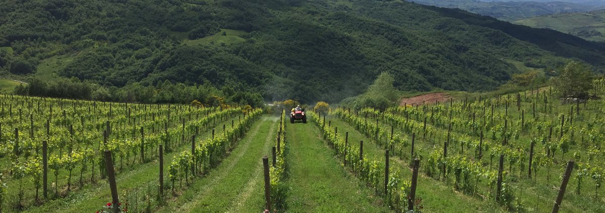 Agricolavinica è un'azienda specializzata nella coltivazione biologica di viti, frutta e ortaggi sulle colline di Ripalimosani, in provincia di Campobasso. Tra le pratiche di gestione del suolo impiegate la trinciatura dei residui delle potature e dell’erba e l’uso dell'agricoltura di precisioneTra le pratiche di gestione del suolo impiegate la trinciatura dei residui delle potature e dell’erba e l’uso dell'agricoltura di precisione. Foto: Agricolavinica
