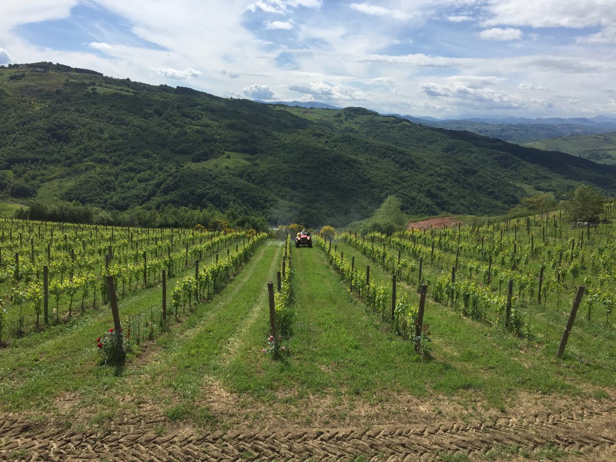 Agricolavinica è un'azienda specializzata nella coltivazione biologica di viti, frutta e ortaggi sulle colline di Ripalimosani, in provincia di Campobasso. Tra le pratiche di gestione del suolo impiegate la trinciatura dei residui delle potature e dell’erba e l’uso dell'agricoltura di precisioneTra le pratiche di gestione del suolo impiegate la trinciatura dei residui delle potature e dell’erba e l’uso dell'agricoltura di precisione. Foto: Agricolavinica