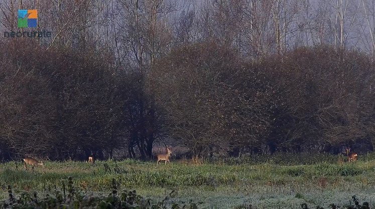 Villarasca Neorurale S.N.C.