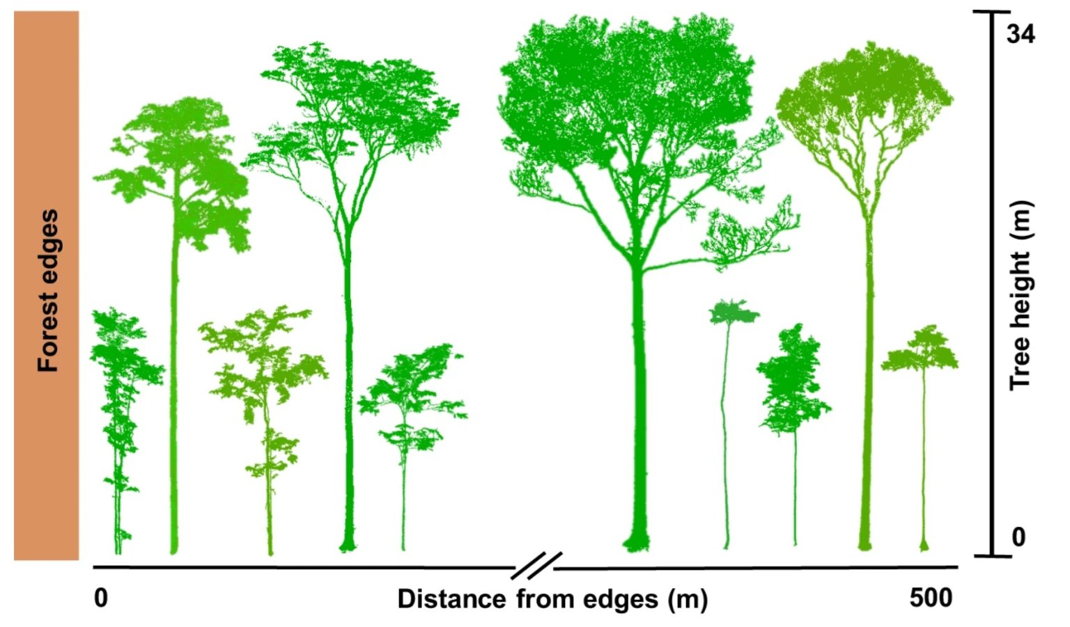 Change Tree Structure In the Amazon, forest fragmentation changes the shape of trees