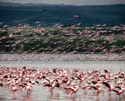 Il 90% dei danni al PIL causati dal calo dei servizi ecosistemici terrestri danneggerà i Paesi più poveri. FOTO: Alp Cem from Pixabay