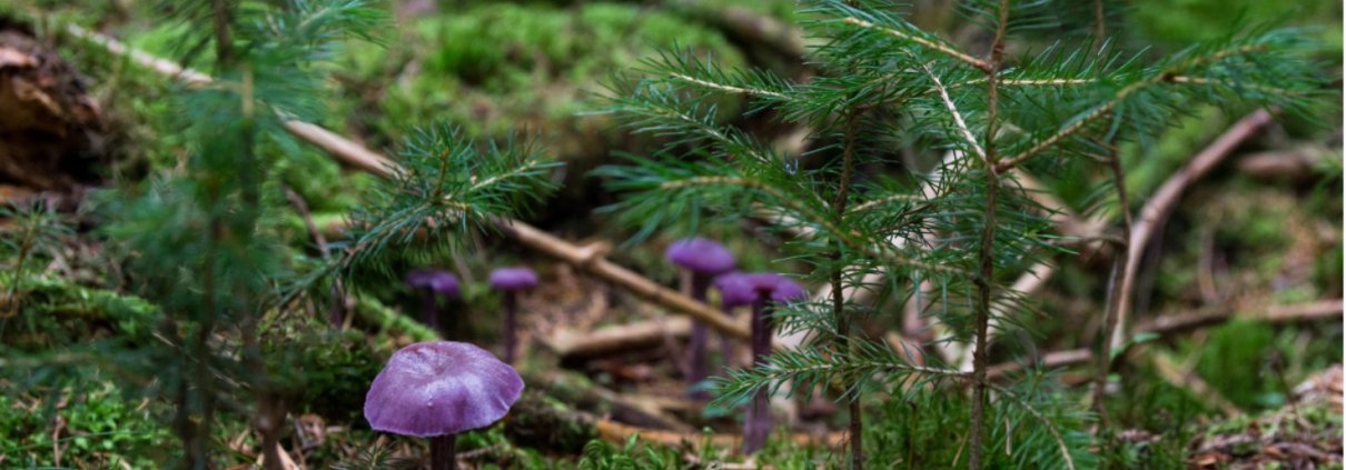 Plant diversity can stabilize soil temperature year-round. Photo: Pxhere CC0 1.0 DEED CC0 1.0 Universal Public Domain Free for personal and commercial use No attribution required