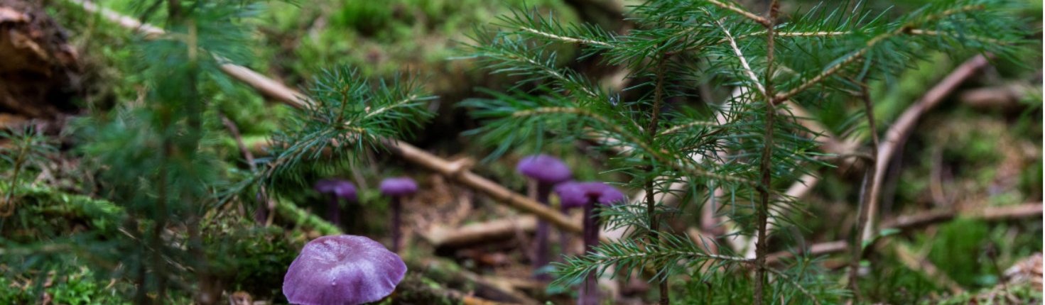 Plant diversity can stabilize soil temperature year-round. Photo: Pxhere CC0 1.0 DEED CC0 1.0 Universal Public Domain Free for personal and commercial use No attribution required