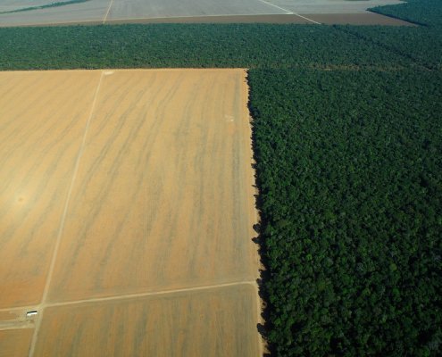 La frammentazione delle foreste è il processo di suddivisione delle aree boschive in parti più piccoli attraverso il taglio delle piante Foto: Riccardo Pravettoni CC BY-NC-SA 2.0 DEED Attribution-NonCommercial-ShareAlike 2.0 Generic