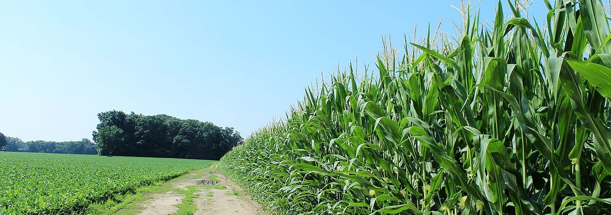 La ricerca sulle rese ha interessato dieci campi di mais e soia in Michigan, Illinois e Indiana, nella regione agricola del Midwest americano. Foto: Dwight Burdette CC BY 3.0 DEED Attribution 3.0 Unported