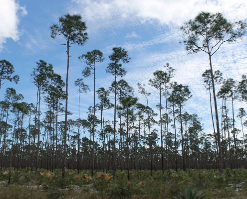 Le isole caraibiche sono particolarmente soggette alla siccità lampo. Foto: Connie Ma CC BY-SA 2.0 DEED Attribution-ShareAlike 2.0 Generic