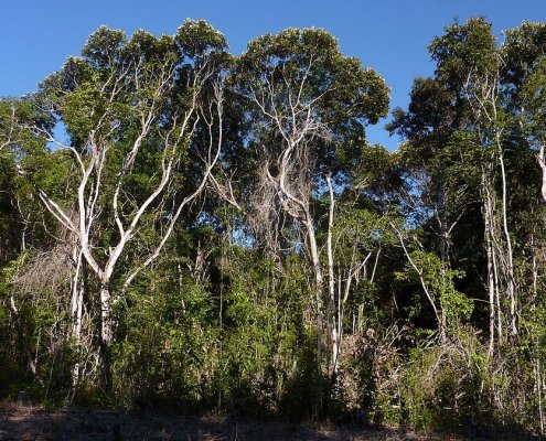 La foresta atlantica si estende lungo la costa orientale del Brasile dallo Stato Rio Grande do Norte al Paraguay e all'Argentina. Foto: Alex Popovkin CC BY 2.0 DEED Attribution 2.0 Generic